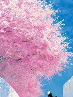 老板骂我占便宜，只因筷子上有霉菌我换了一双